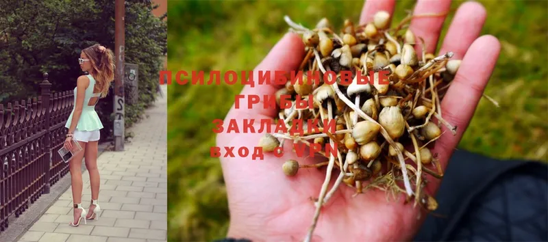 Псилоцибиновые грибы Psilocybe  Печора 